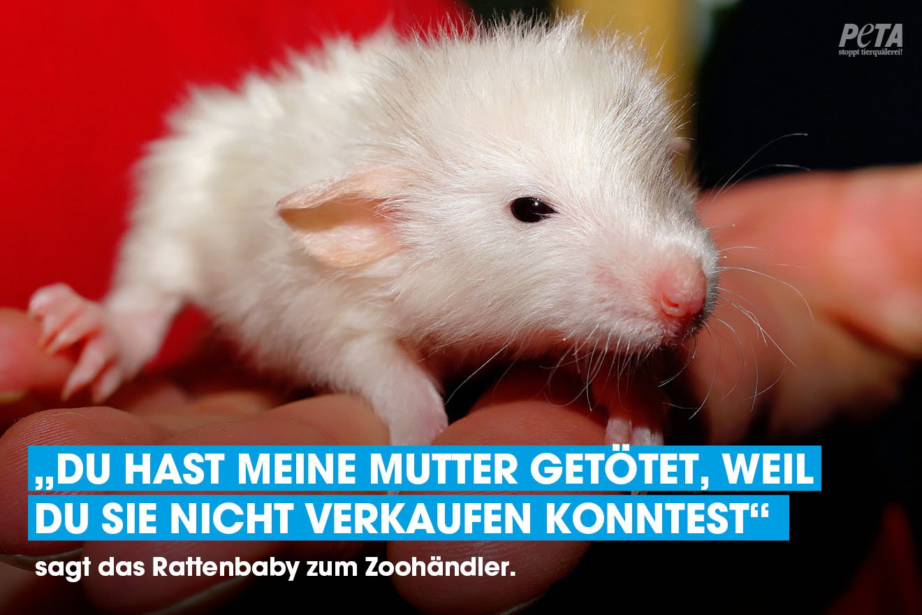 Ratte