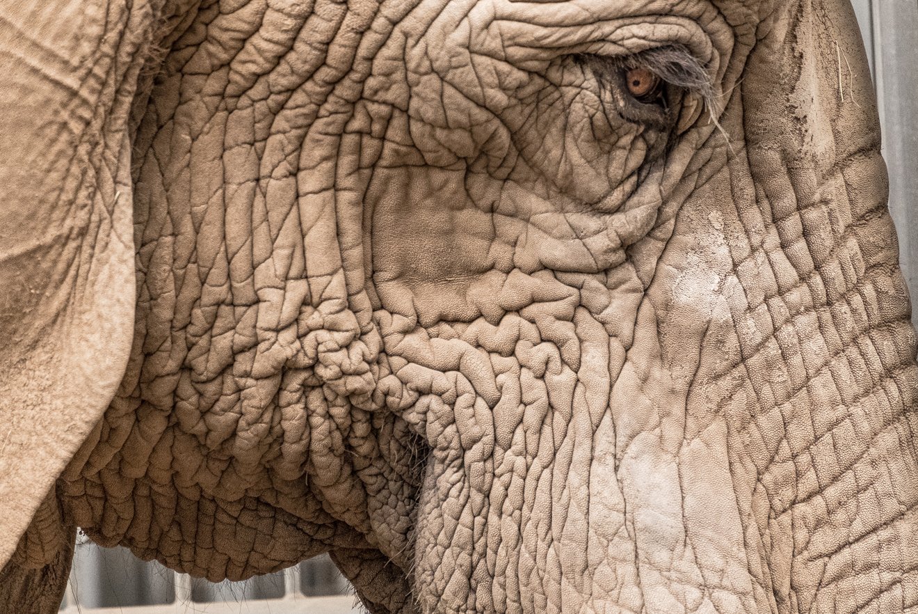Tun Sie folgende 5 Dinge NICHT, wenn Sie den Elefanten helfen wollen