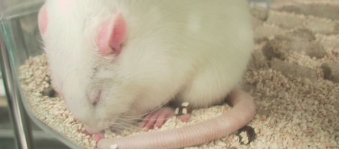 PETA bringt illegale Tierversuche an hessischem Forschungsinstitut ans Licht