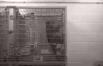 GIF mit eingesperrten Affen in der Tierversuchsindustrie