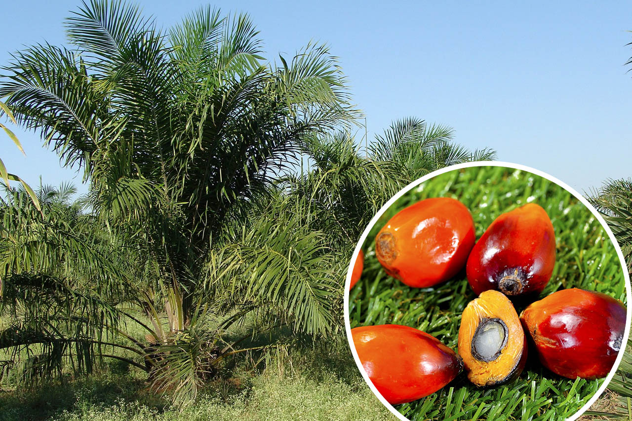 Palmöl: Wie schädlich ist Palmfett für den Regenwald?