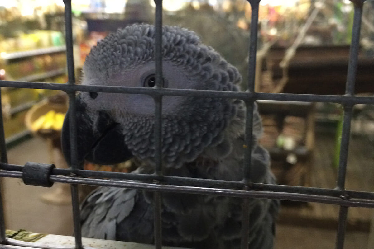 Zootierhandlungen: Tierqual zu Dumpingpreisen