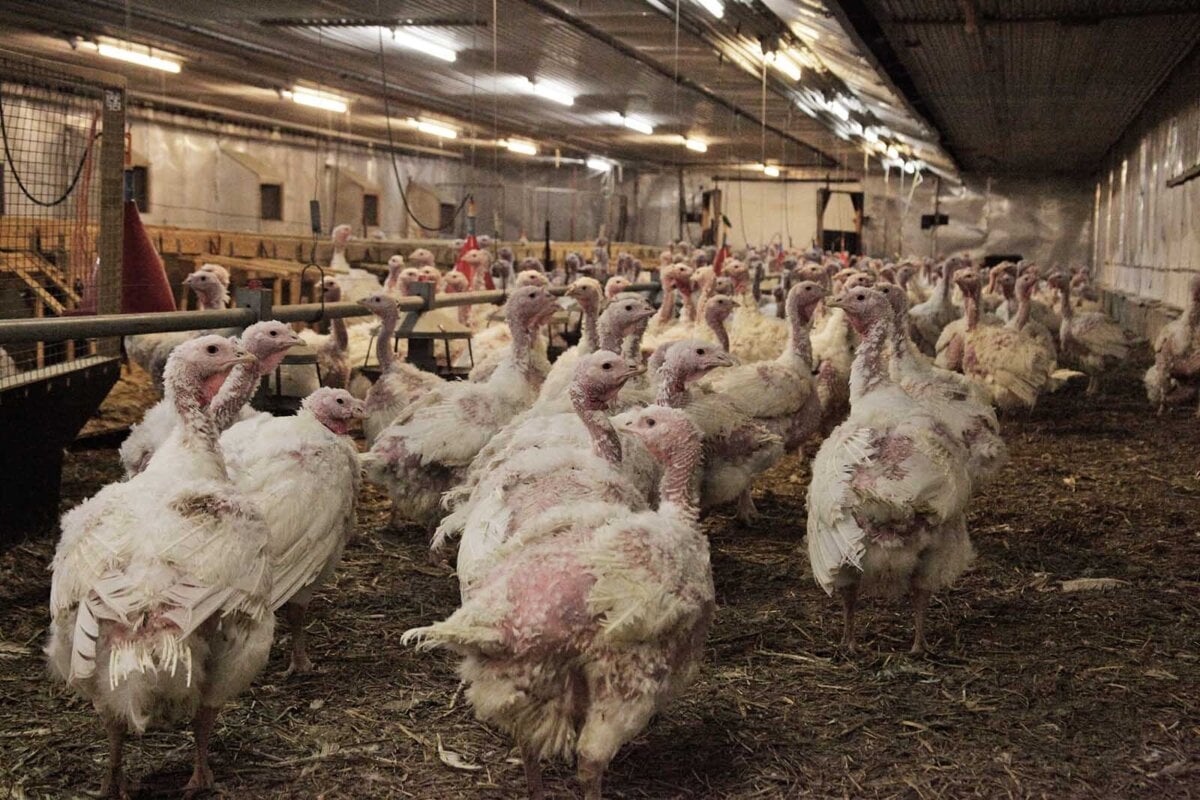 Schlimmster Vogelgrippe-Ausbruch – über 1 Mio. Vögel getötet