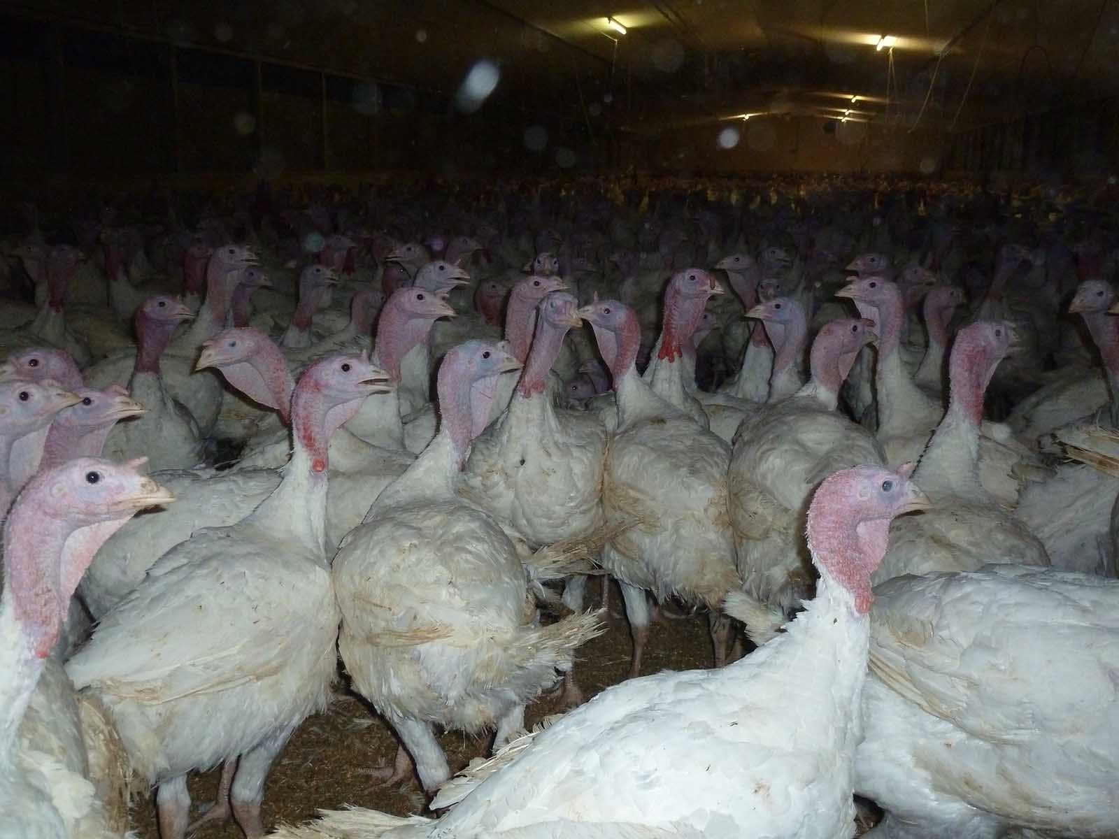Puten in einer Mastanlage