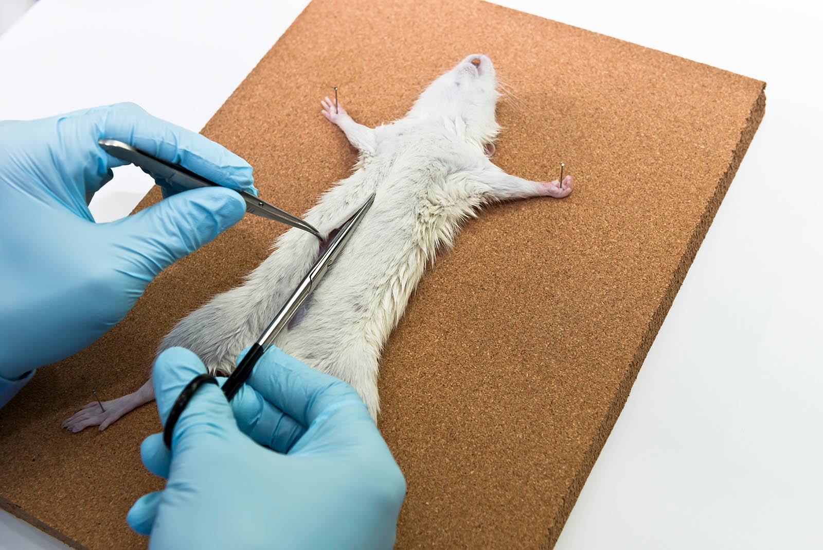 Tiermissbrauch im Studium: Sezierkurse und Tierversuche an der Uni