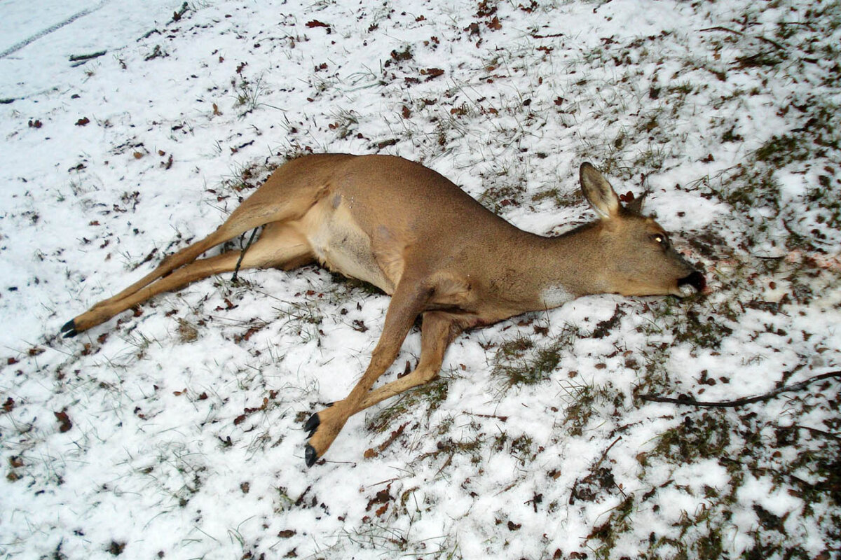 Jagdsaison: Diese Tiere werden am meisten von Jäger:innen getötet