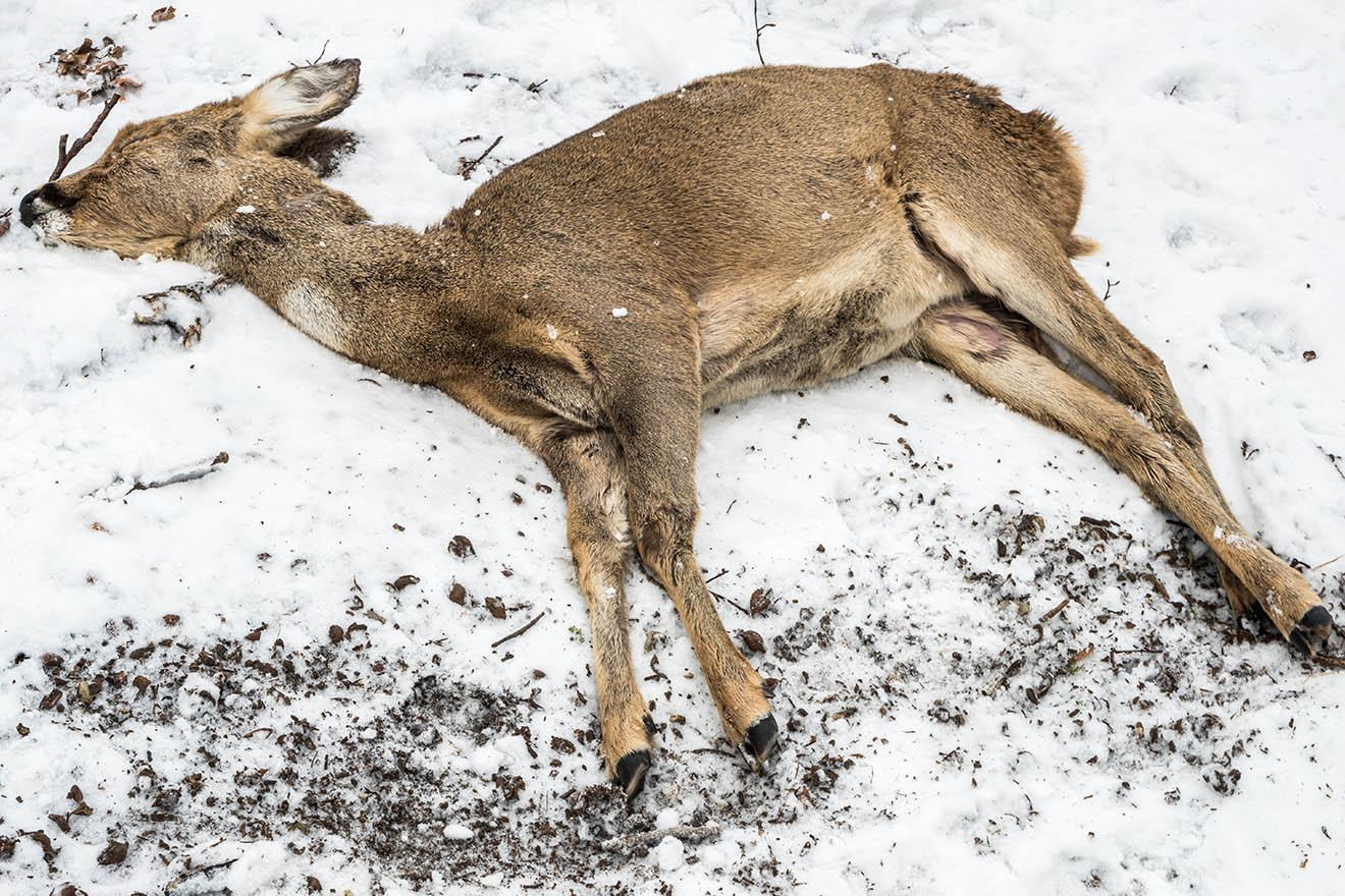 Ein totes Reh liegt im Schnee.