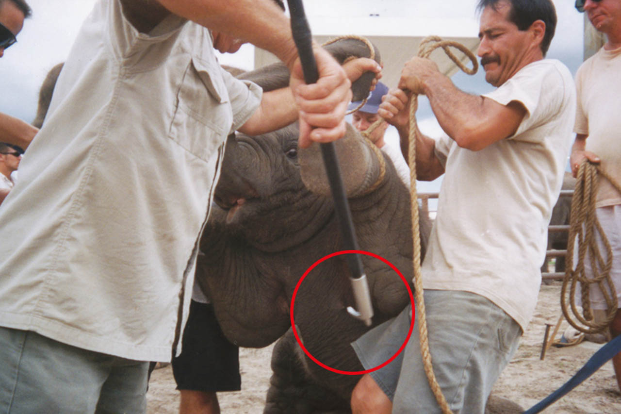 Elefantenhaken: Folterwerkzeug der Unterhaltungsindustrie
