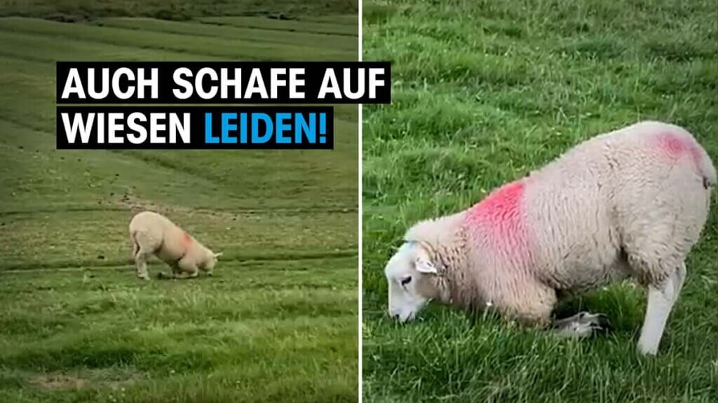 schafe auf der wiese