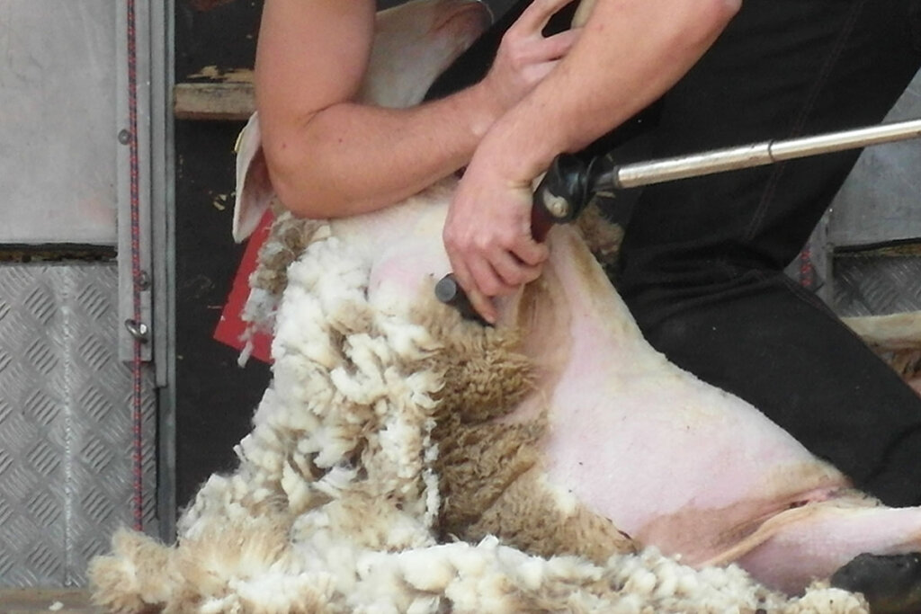 Schaf wird geschoren