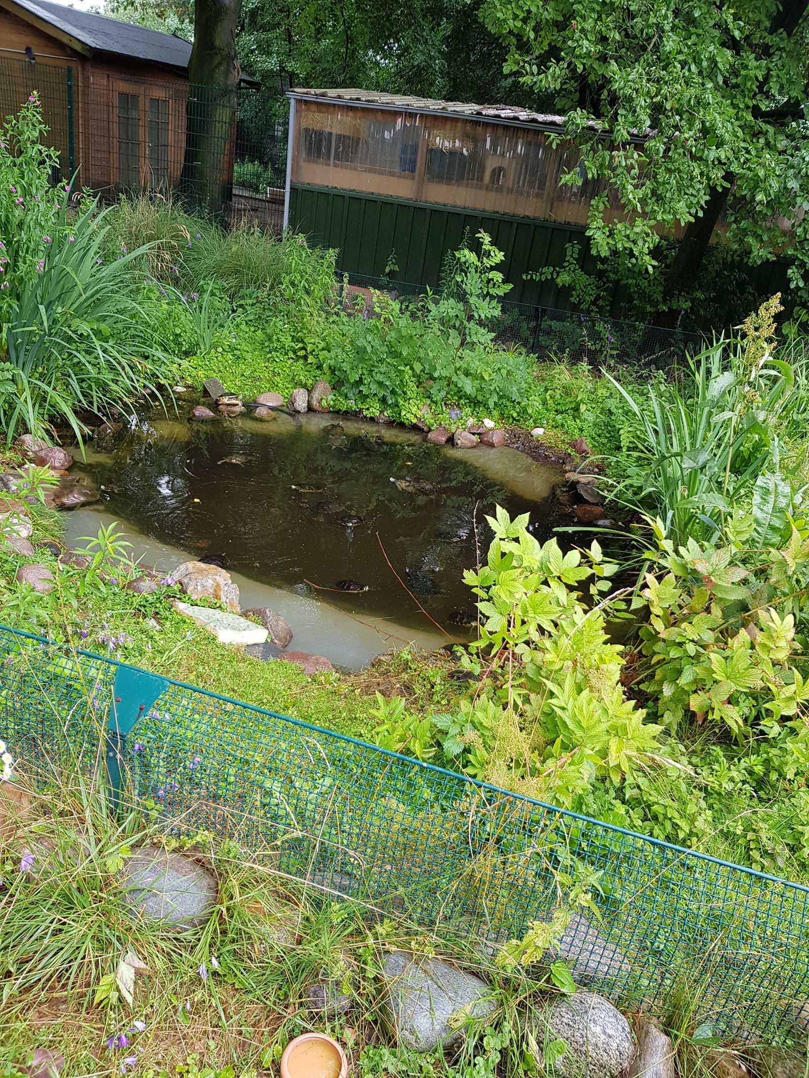 Schildkroeten in einem Teich