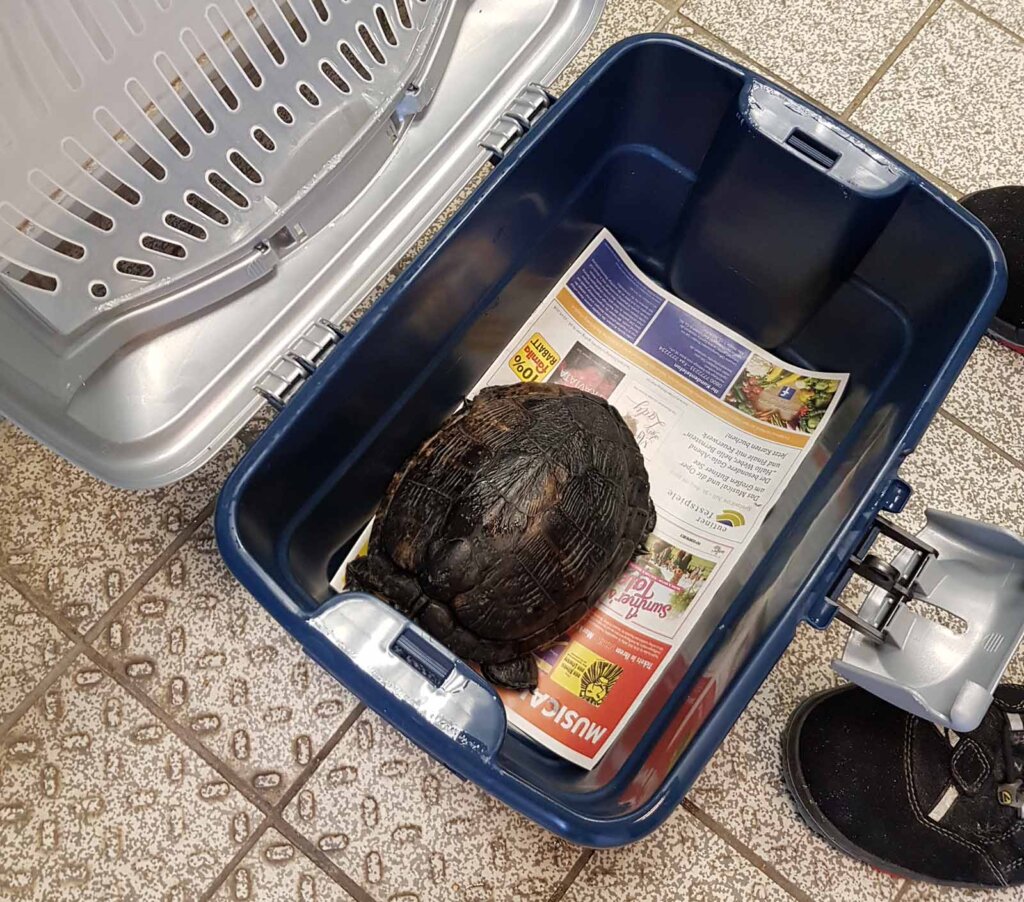 Schildkroete in einer Box