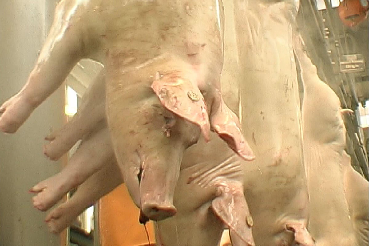 Schlachthof: So leiden und sterben Tiere in Schlachthöfen