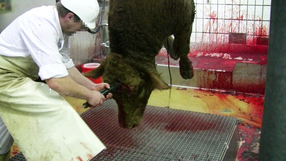 Welchen Wert haben Tiere im Islam? PETA Deutschland e.V.