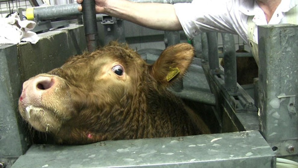 Wiederholt Tierquälerei in Schlachthöfen in Baden-Württemberg