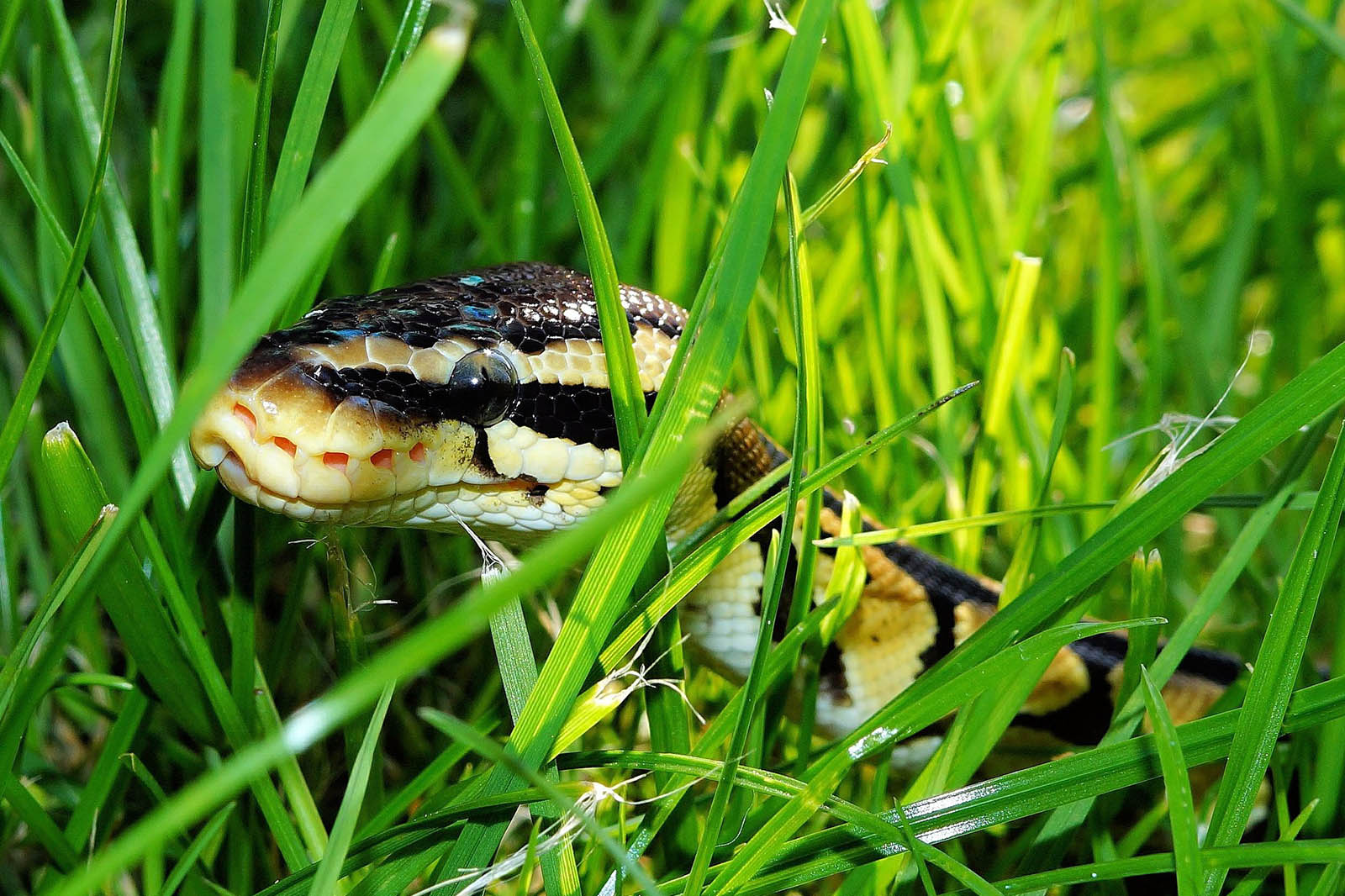 Schlange im Gras