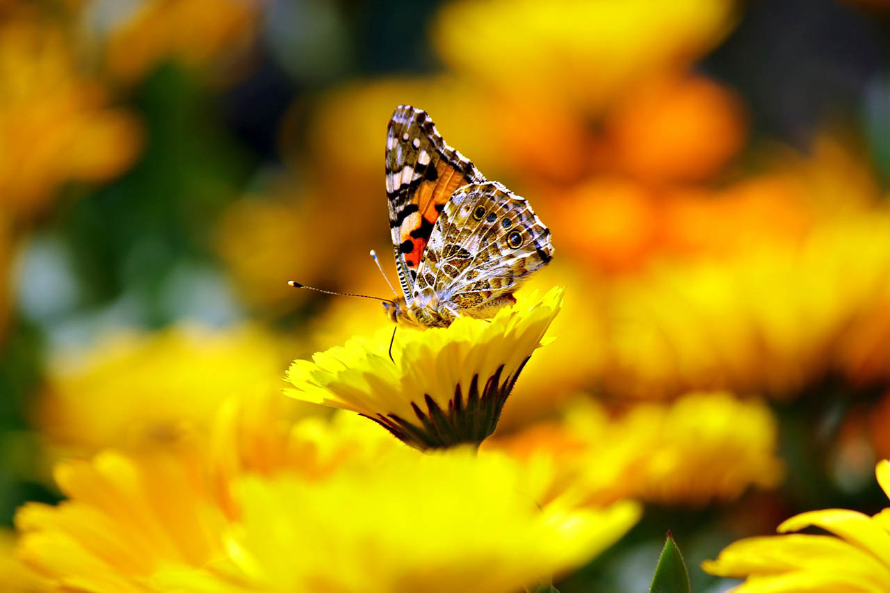 10 Tipps für einen tierfreundlichen Garten im Sommer