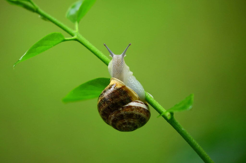 Schnecke auf einem Pflanzenstiel