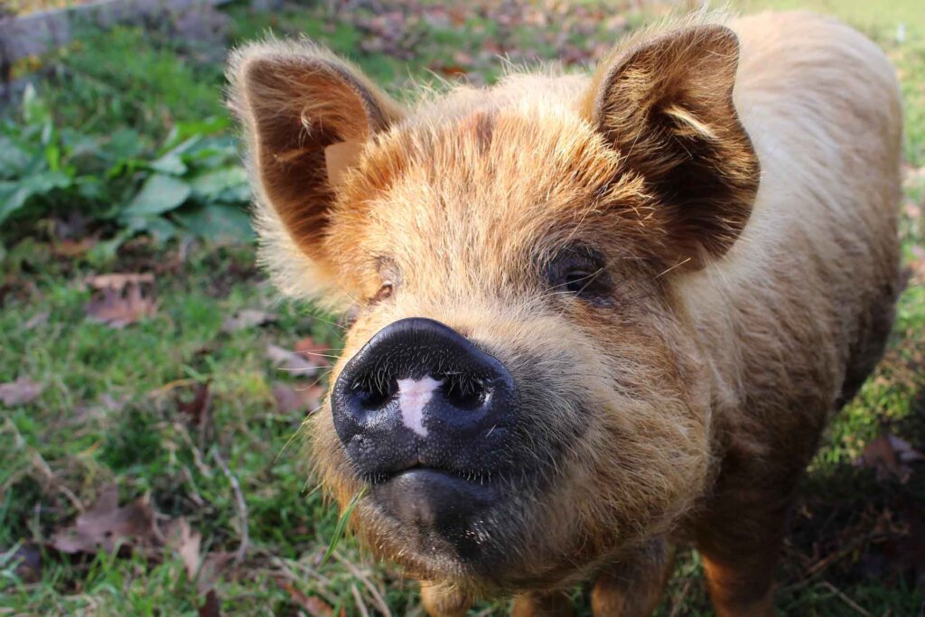 Schwein