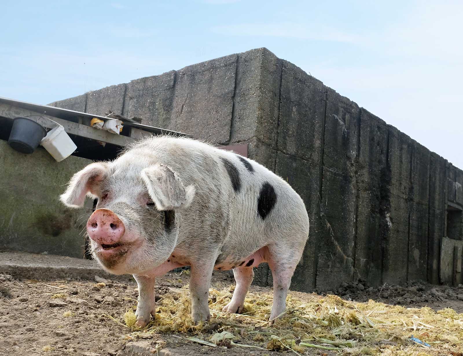 Pietran Schwein