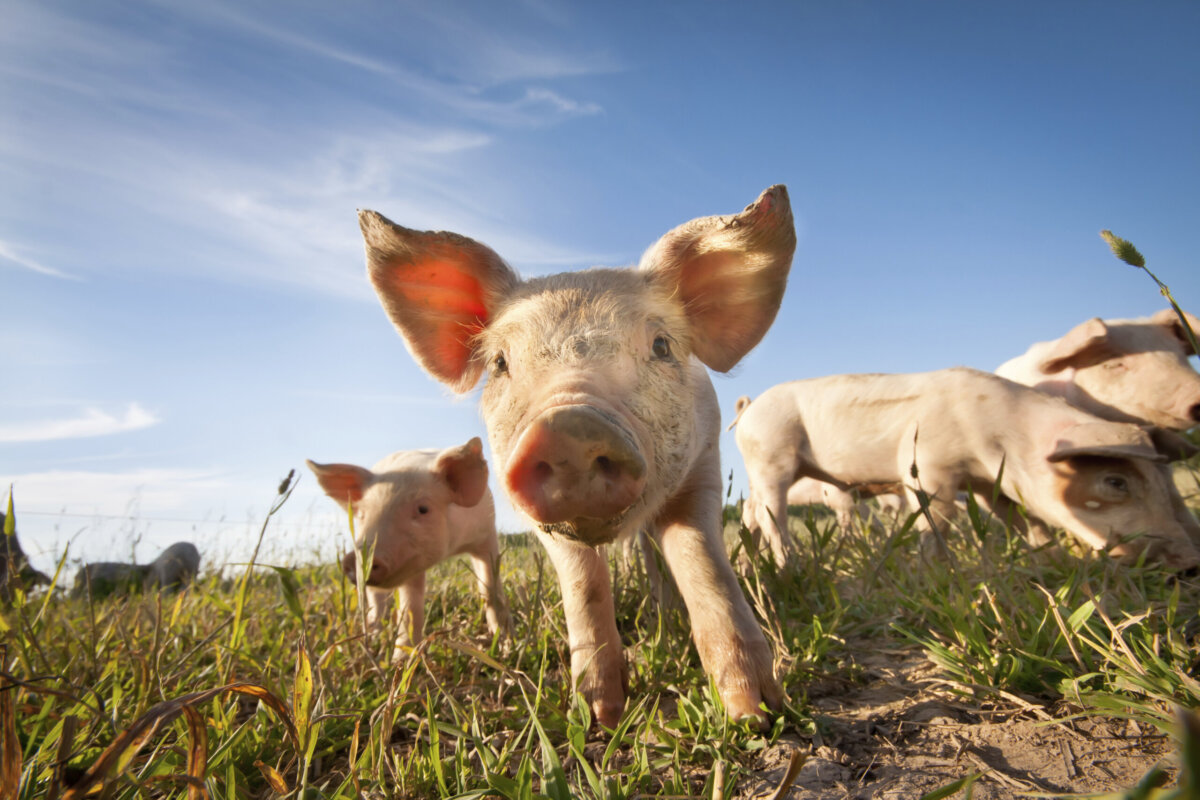 Das Schwein – 14 faszinierende Fakten über Schweine