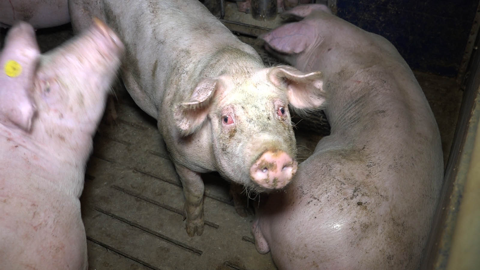 Fleisch kostet Leben