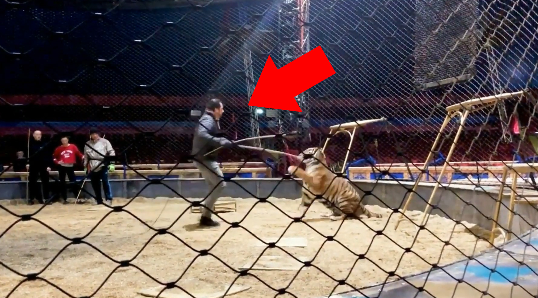 Circus Krone: Misshandelt dieser Trainer Löwen und Tiger?