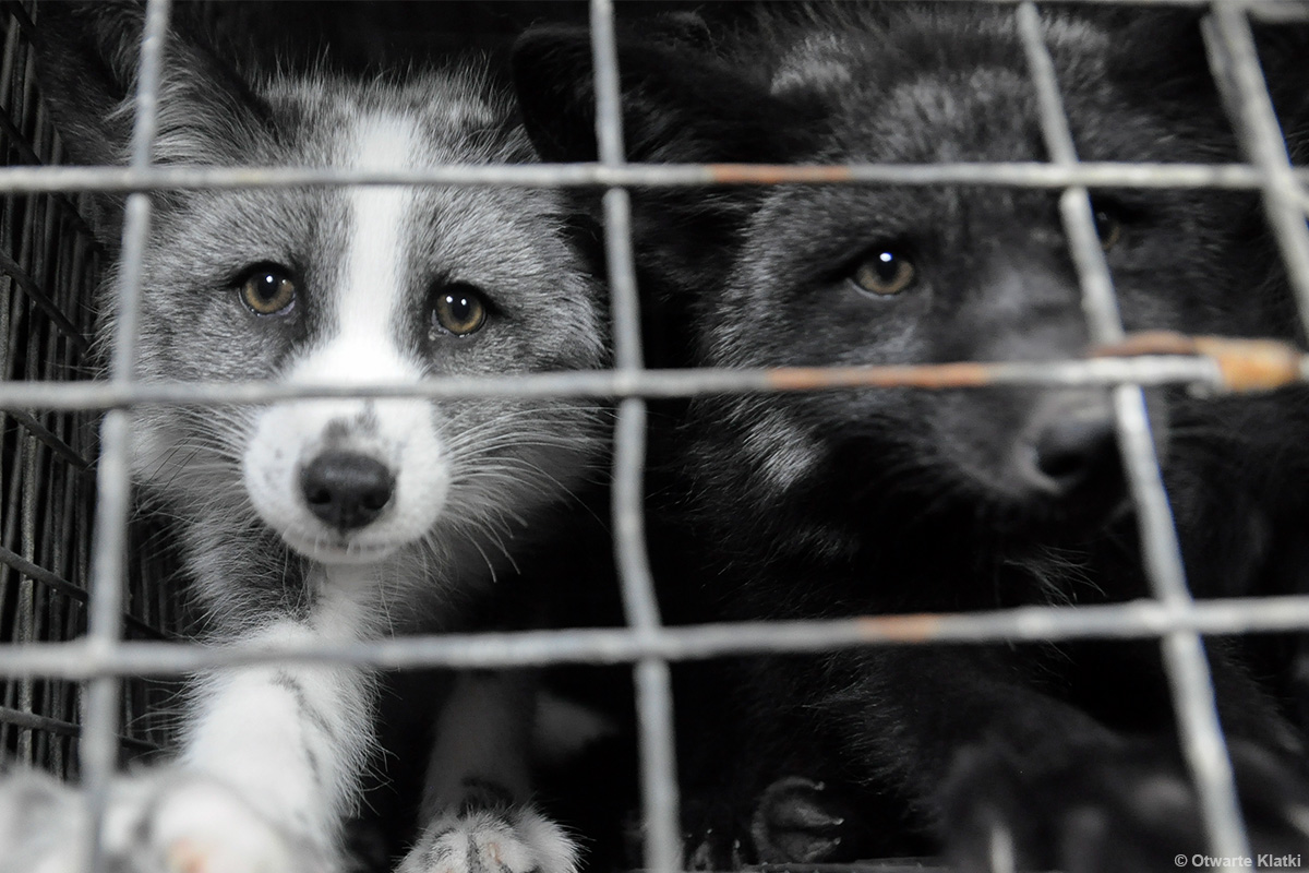 Tiere sind nicht dazu da, dass wir sie anziehen