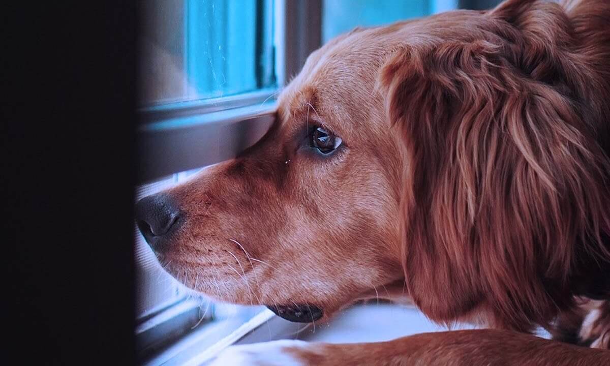 Ein brauner Hund schaut aus dem Fenster.