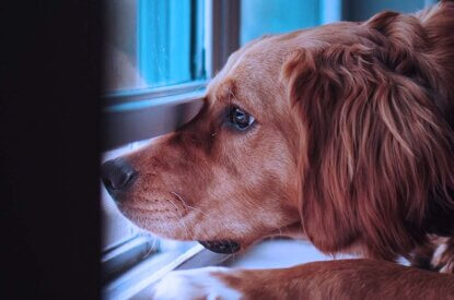 Ein brauner Hund schaut aus dem Fenster.