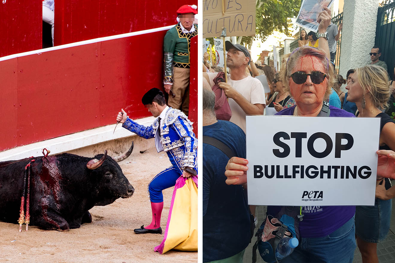 Stierkämpfe zurück auf Mallorca – PETA protestiert gegen das Blutbad