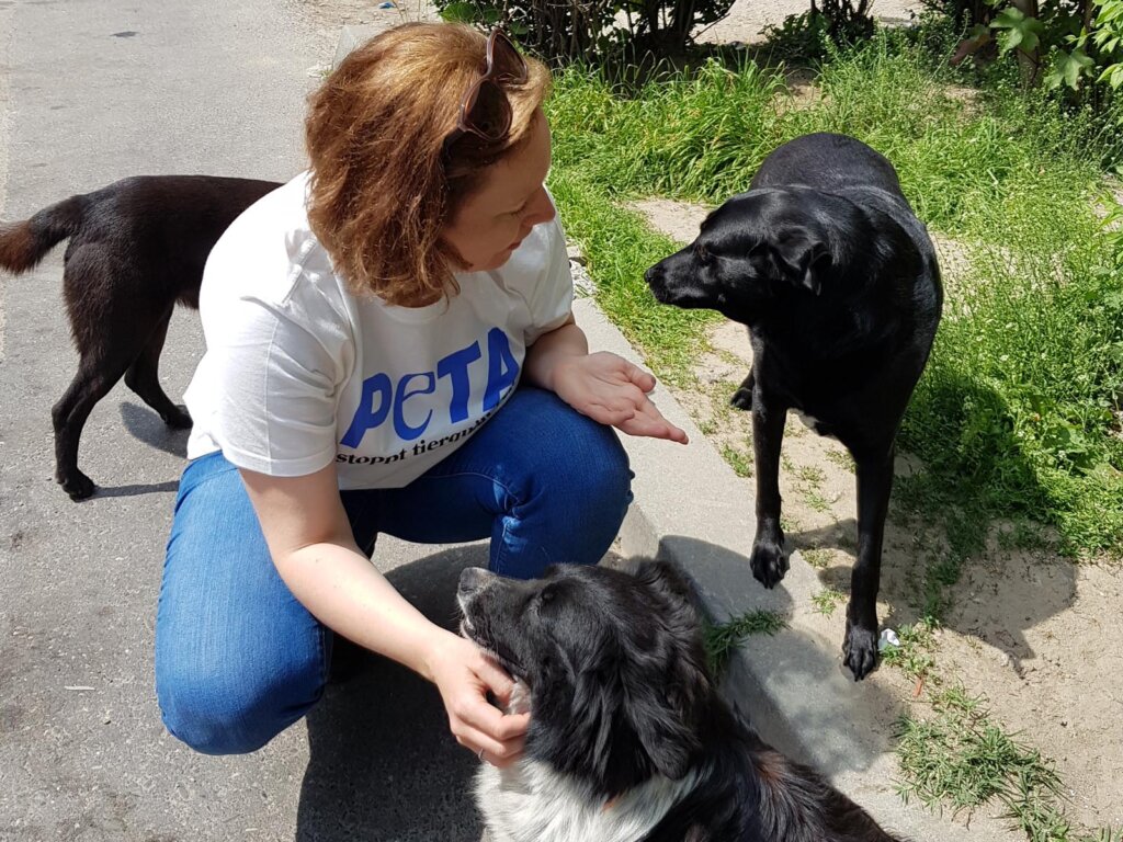 Peta Mitarbeiter streichelt Hunde