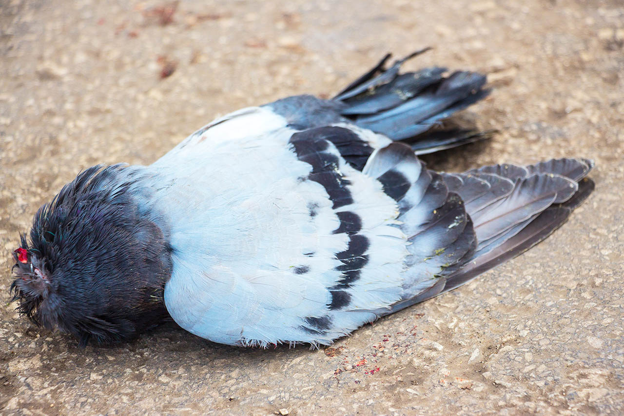 Züchter reißt Tauben gewaltsam den Kopf ab – und muss Strafe zahlen