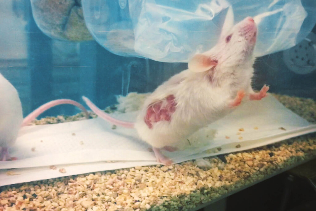 Maus aus Tierversuch mit Verletzungen