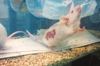 Maus aus Tierversuch mit Verletzungen