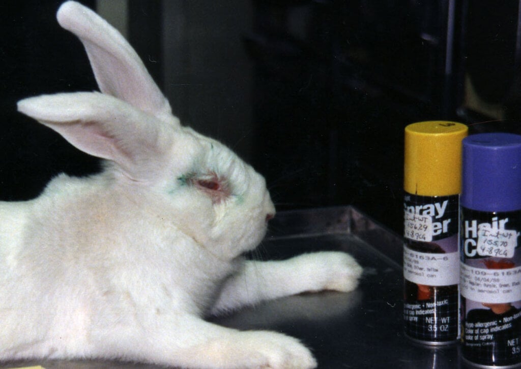 Tierversuch für Kosmetik an einem Kaninchen