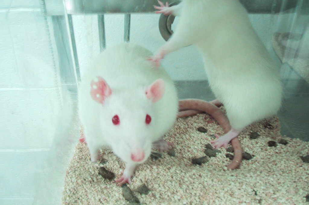 Ratten im Tierversuch