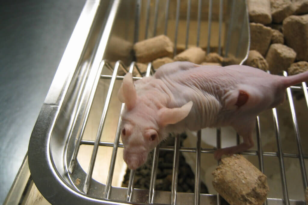 Nackte Ratte mit Tumoren im Kaefig