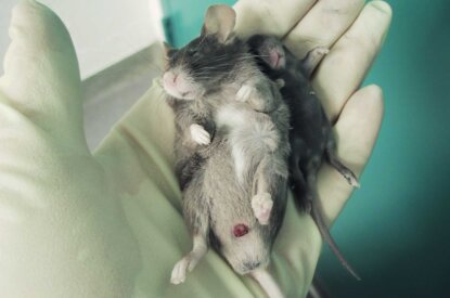 Tote Ratte in einer Hand