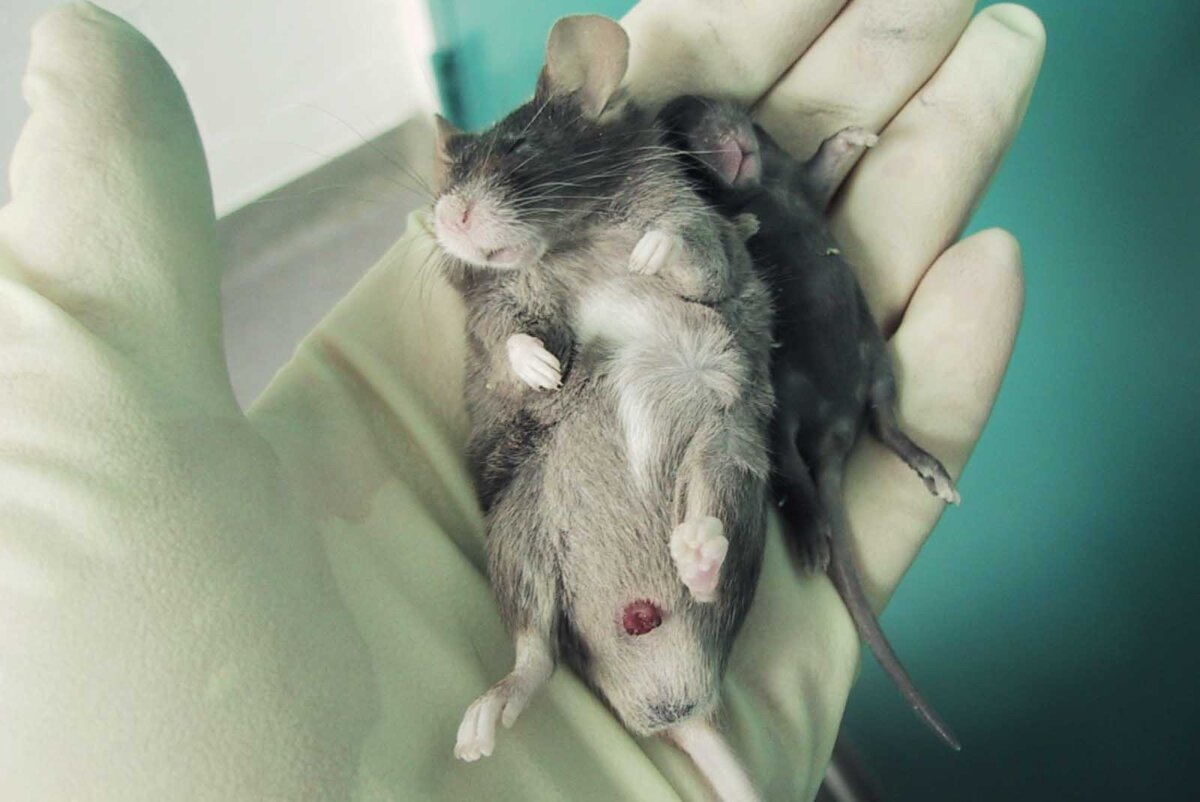 Tierversuche: Für jedes missbrauchte Tier werden weitere getötet!
