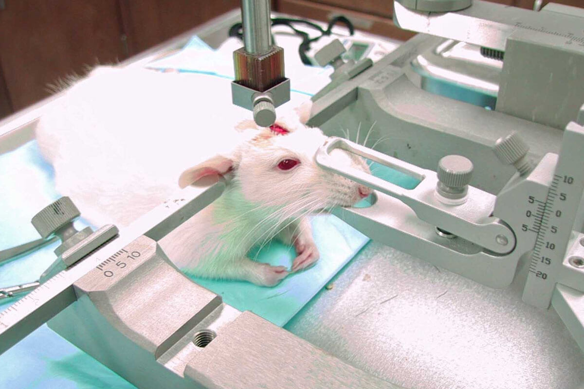 Tierversuche: So werden Mäuse und Ratten missbraucht