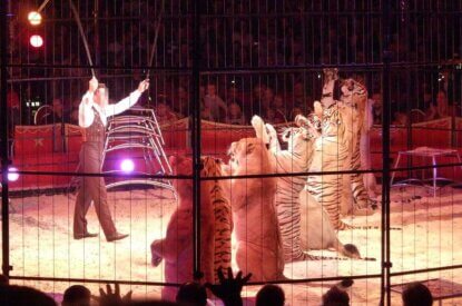 Dompteur mit Grosskatzen in der Manege Zirkus Charles Knie