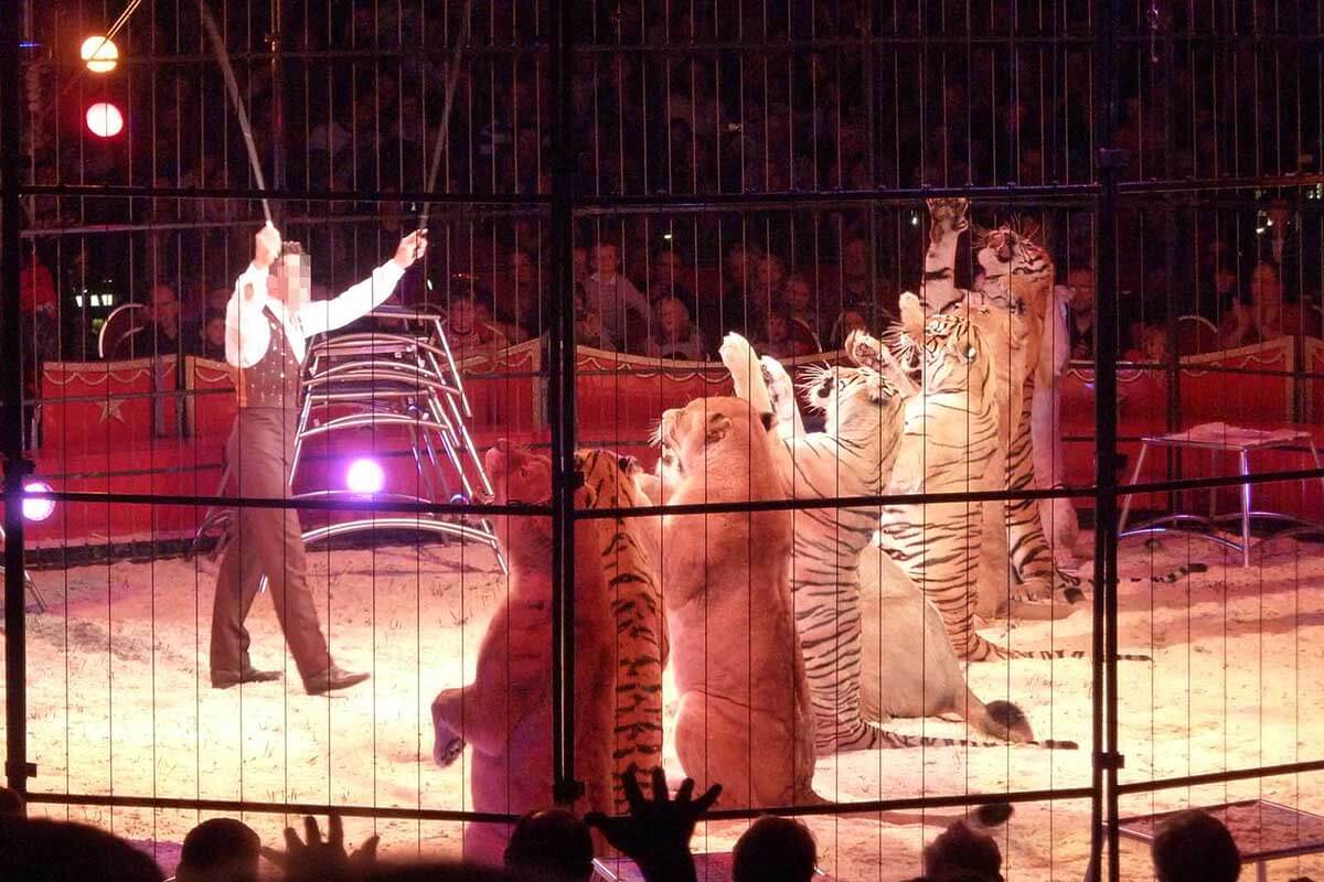 Löwen und Tiger im Zirkus – so sehr leiden die Großkatzen