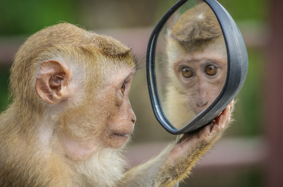 Affe schaut sich im Spiegel an