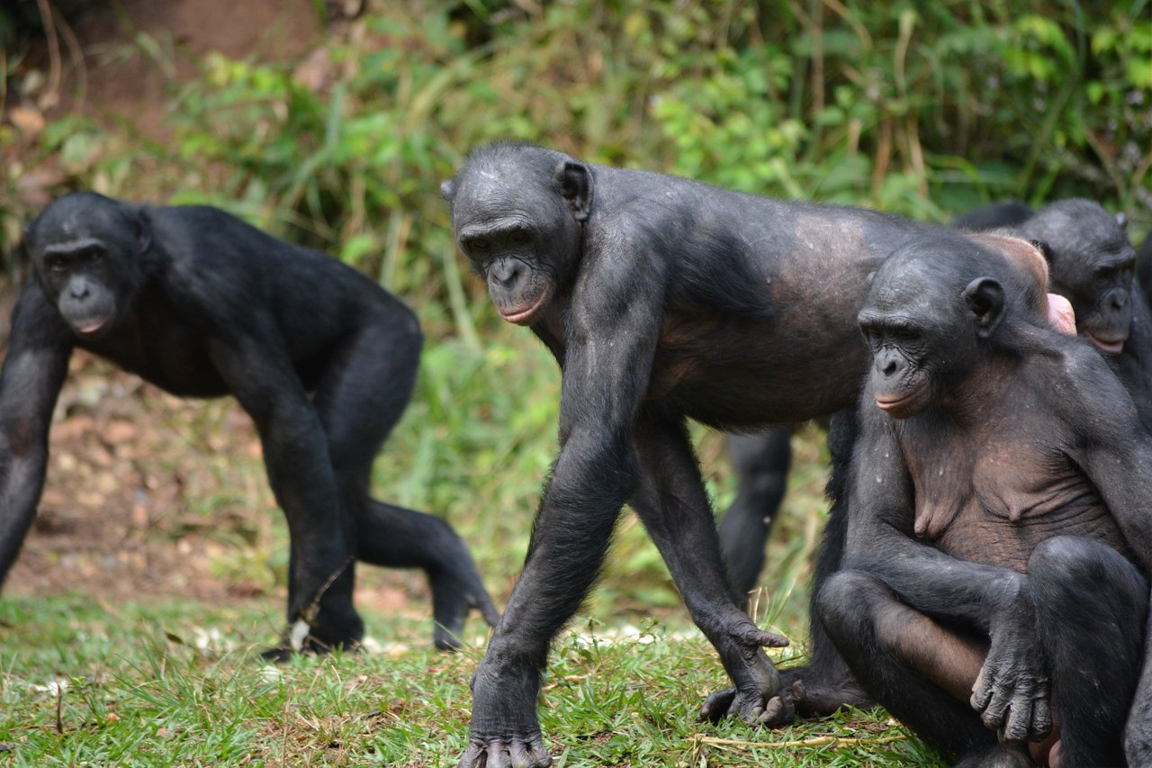 Tierische Hebammen: Diese Affen helfen sich gegenseitig bei der Geburt
