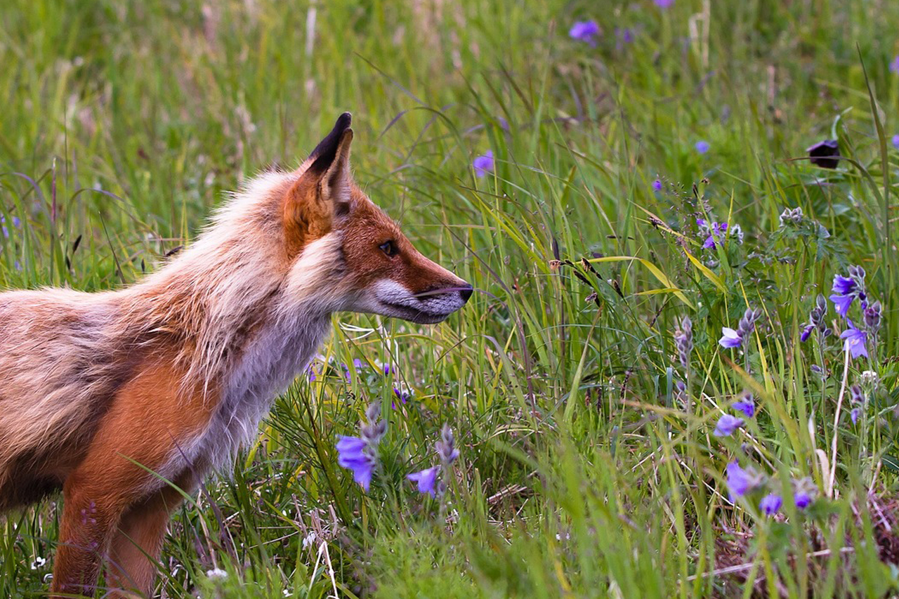 Fuchsbandwurm: Die Jagd fördert seine Verbreitung