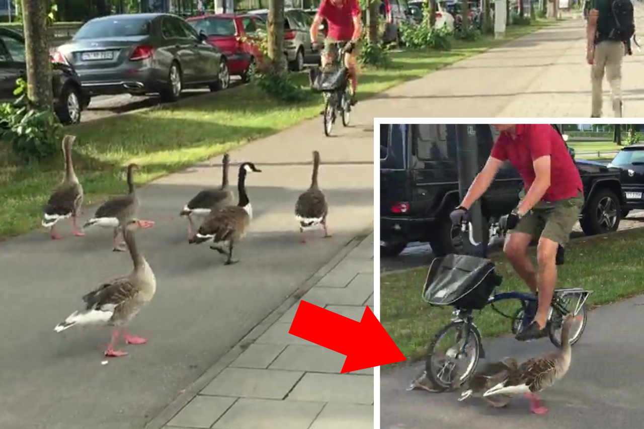 Tierquälerei in München: Herzloser Radfahrer rast in Gänse-Familie