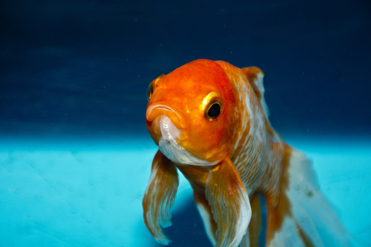 Auffangstation für Fische – Pariser Aquarium nimmt ungewollte Goldfische auf