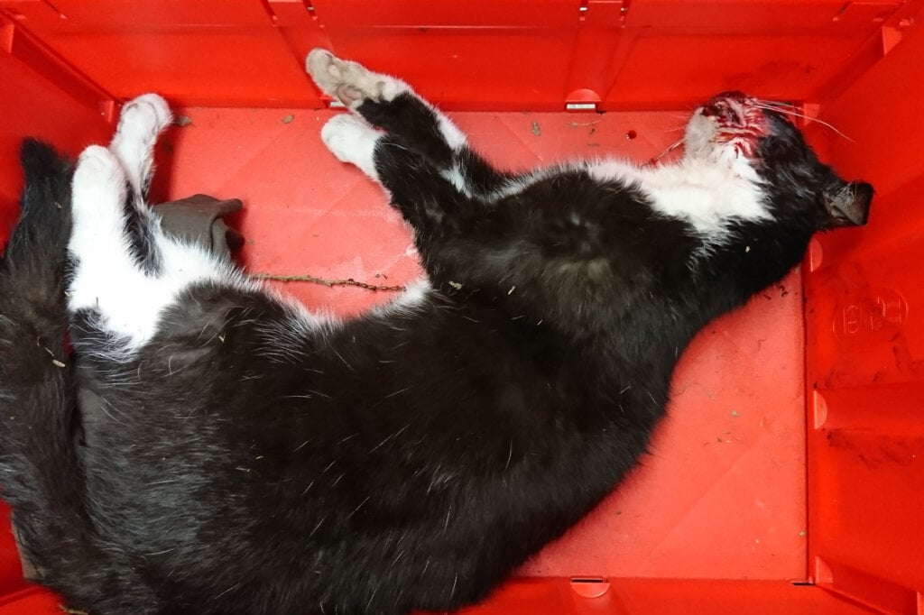 Erschossene Katze