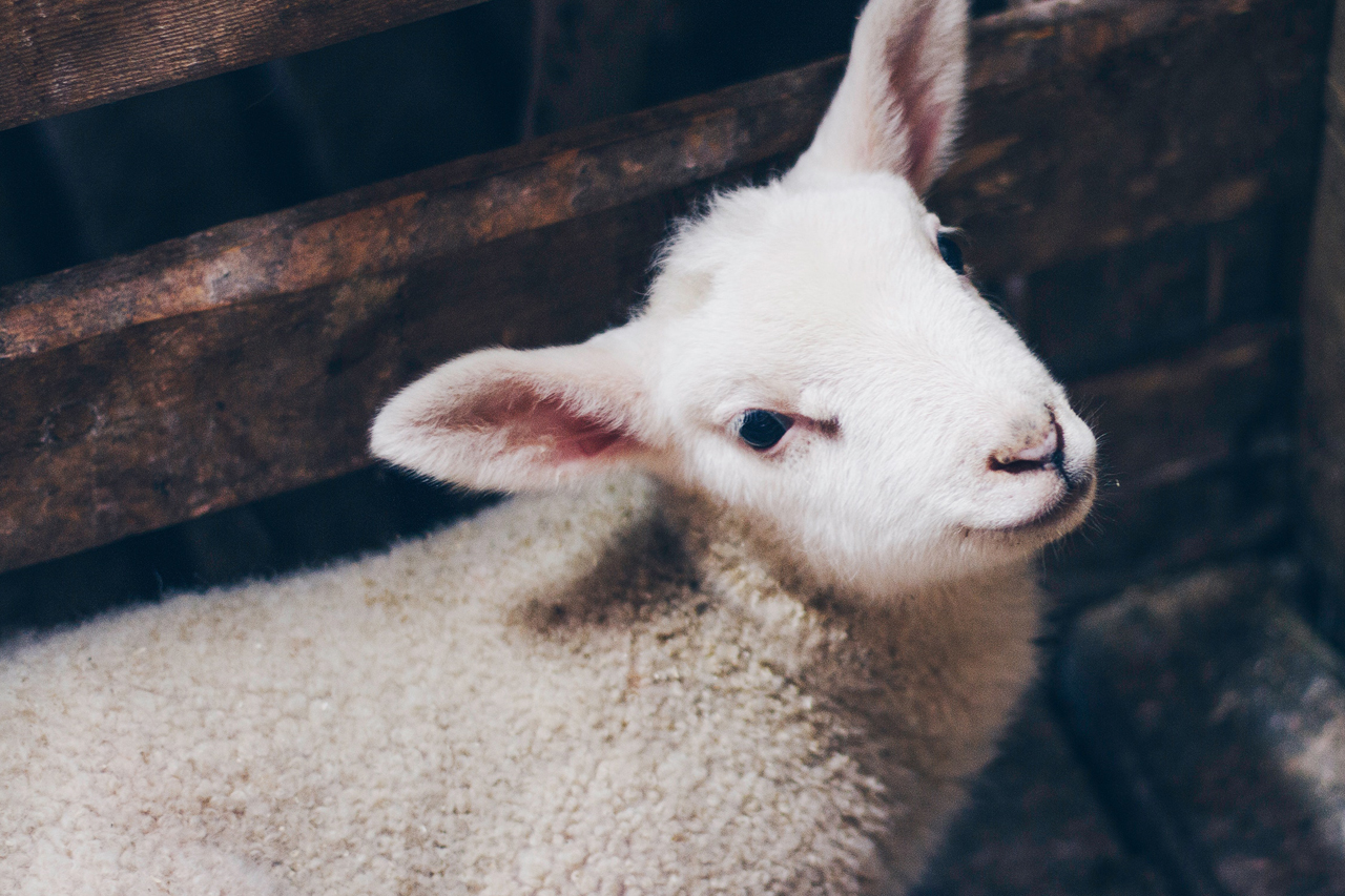 Mulesing von Schafen in Australien stoppen – jetzt helfen!